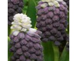 JUB - Muscari Grape Ice