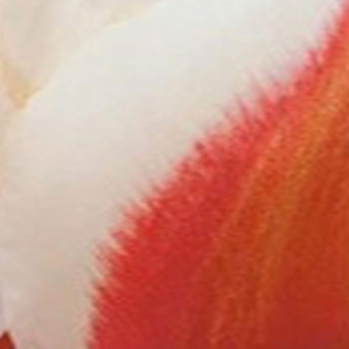 JUB - Tulipa Willem van den Akker