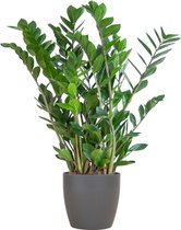 Zamioculcas Zamiifolia met Viber grijs - 80cm - Ø21