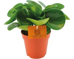 Peperomia Obtusifolia - 20cm -Ø12 Groene Kamerplant -