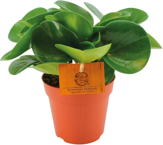 Peperomia Obtusifolia - 20cm -Ø12 Groene Kamerplant -