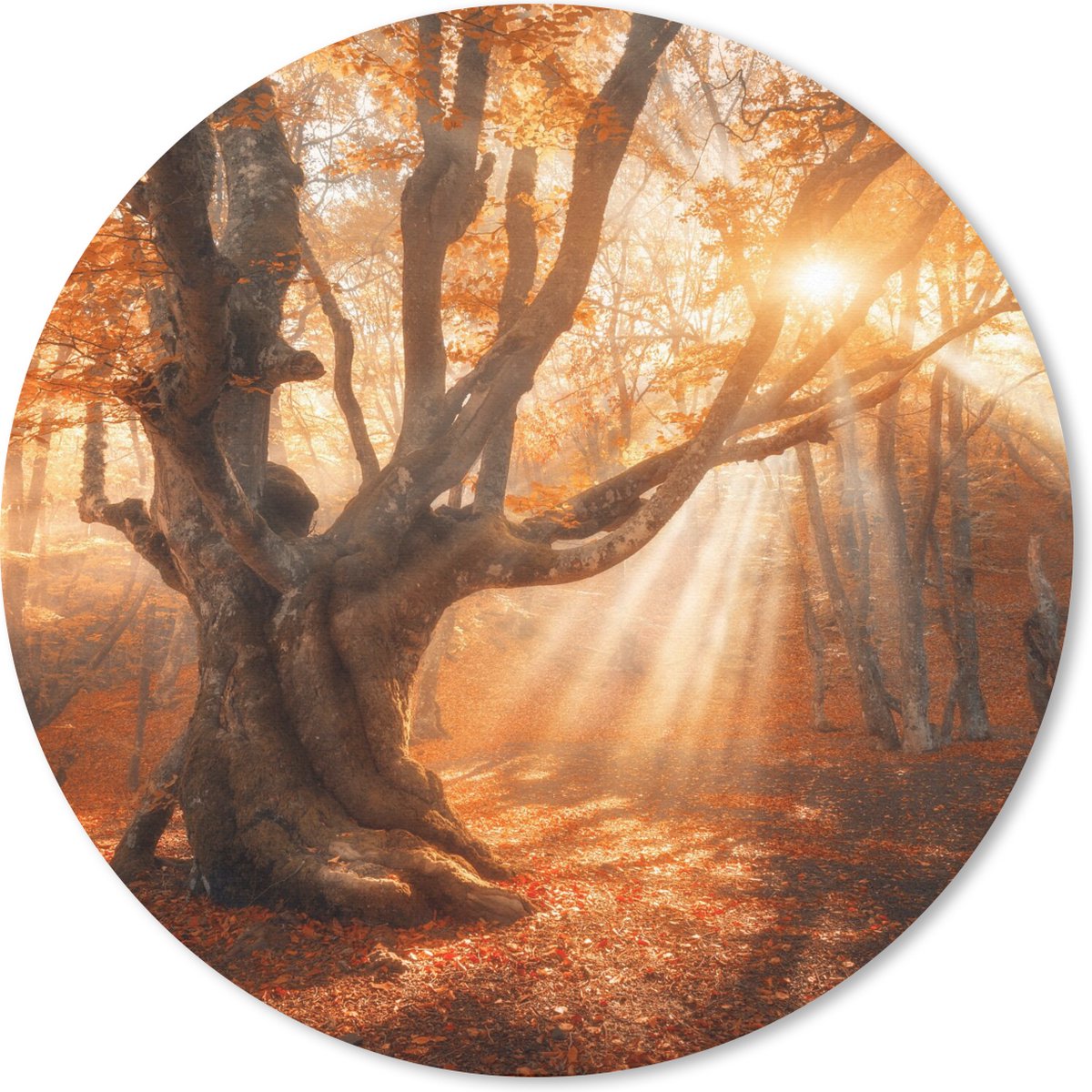 Muismat rond 40x40 cm - Mousepad Boom - Natuur - Herfst - Ronde muismatten