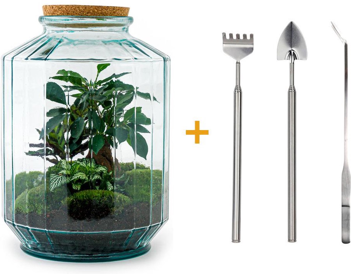 Green Harmony | DIY terrarium - Botanical garden XL -  35 cm