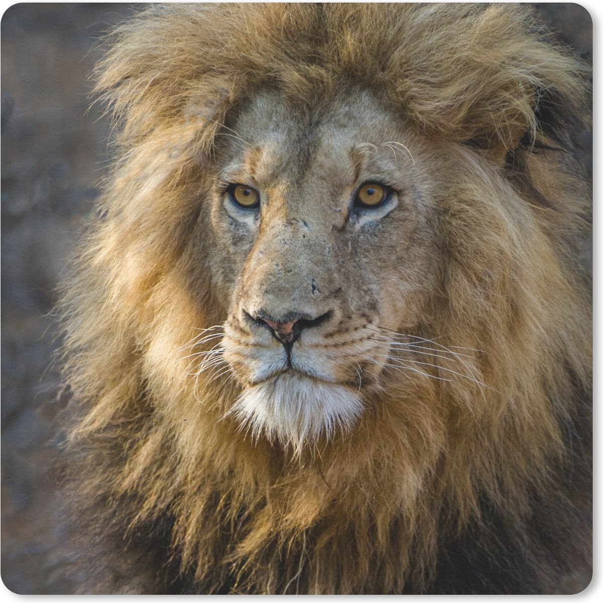Muismat 20x20 cm - Mousepad Leeuw - Portret - Wild - Muismatten