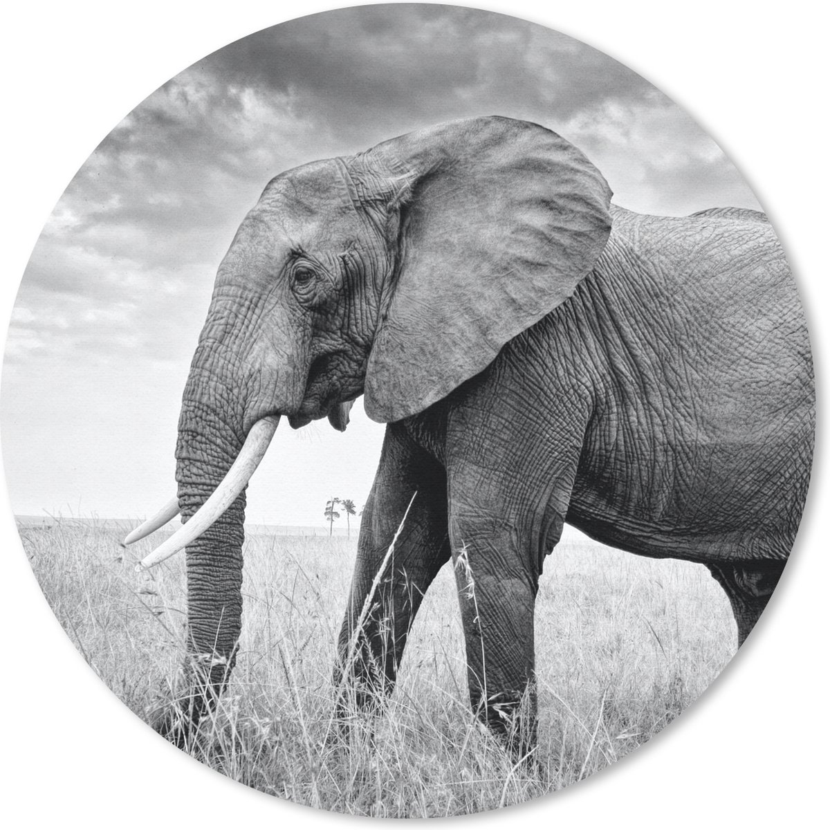 Muismat rond 20x20 cm - Mousepad Olifant - Gras - Dieren - Zwart wit - Ronde muismatten