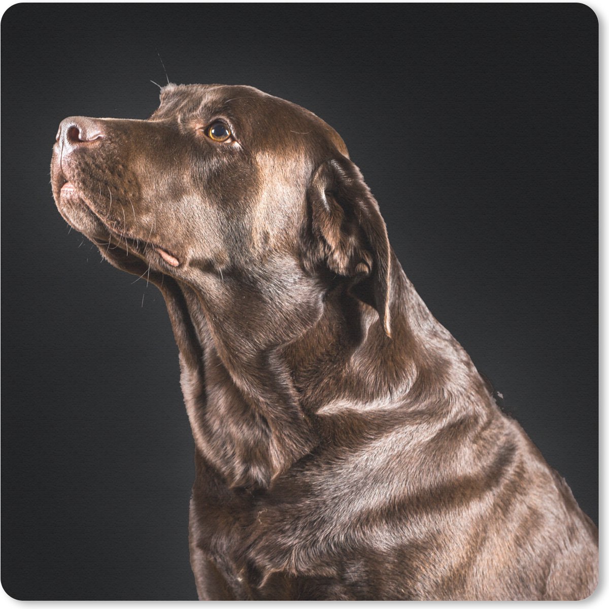 Muismat 30x30 cm - Mousepad Hond - Bruin - Portret - Muismatten