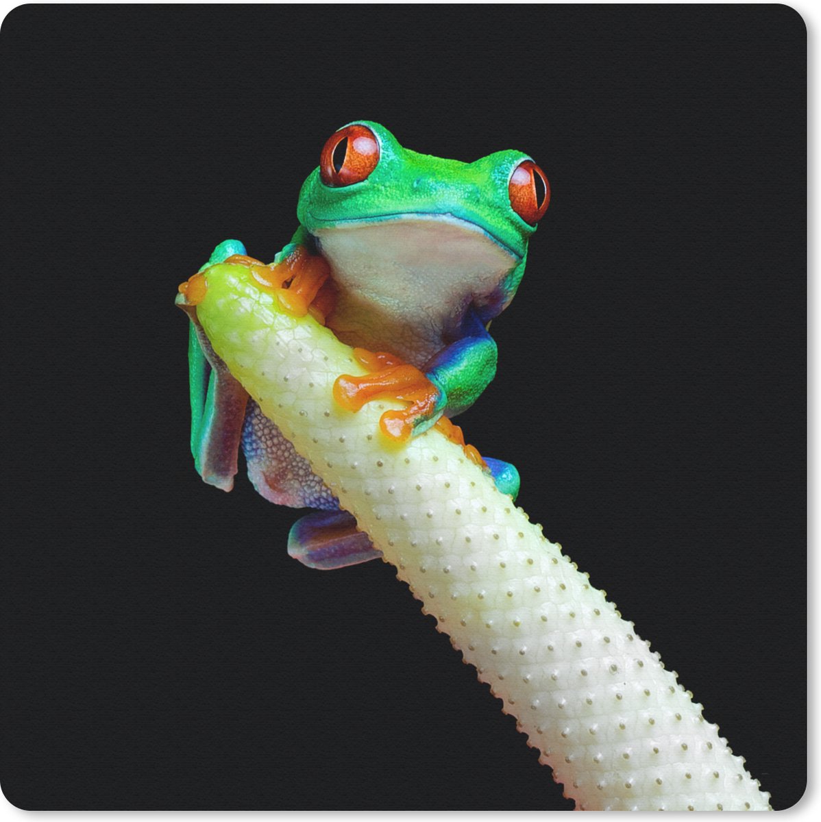 Muismat 30x30 cm - Mousepad Kikker - Dieren - Plant - Muismatten