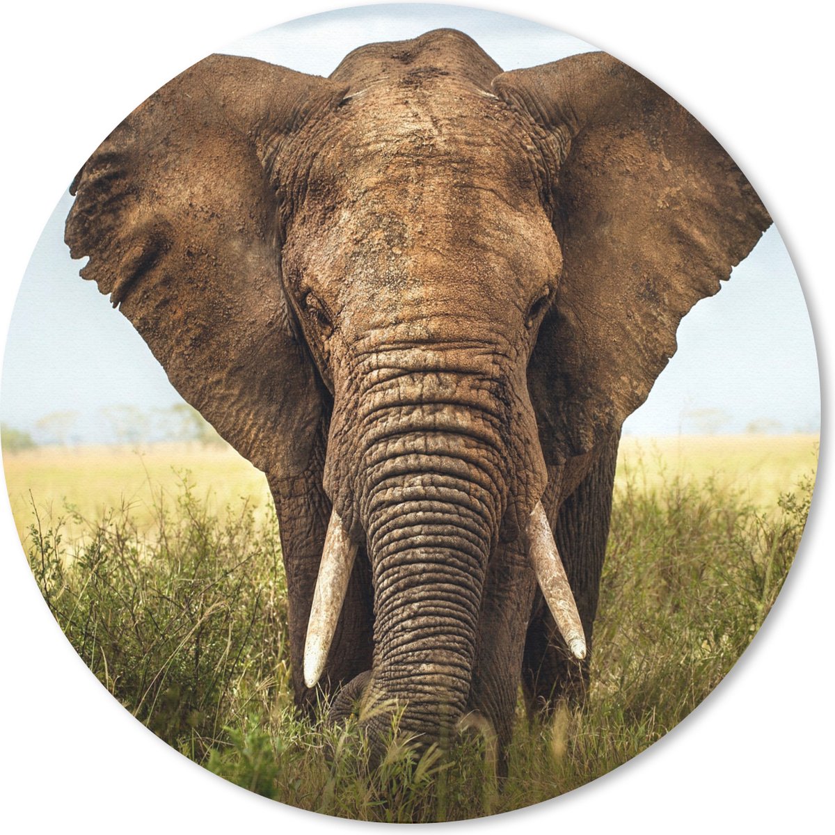 Muismat rond 40x40 cm - Mousepad Olifant - Gras - Dieren - Natuur - Ronde muismatten
