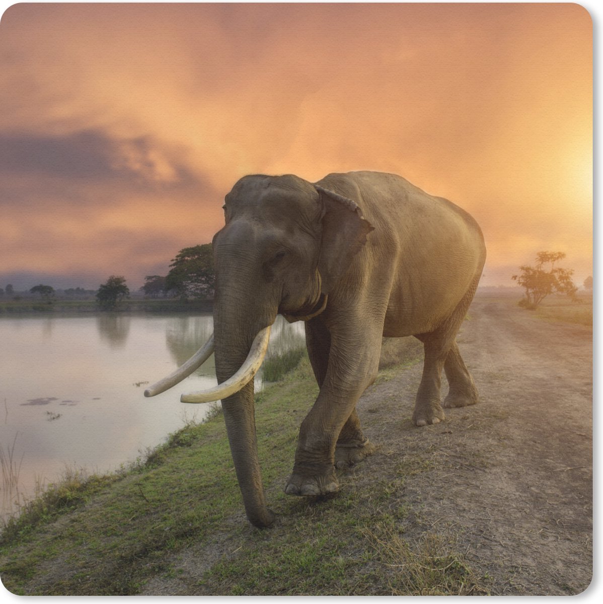Muismat 30x30 cm - Mousepad Olifant - Water - Dieren - Zonsondergang - Natuur - Muismatten
