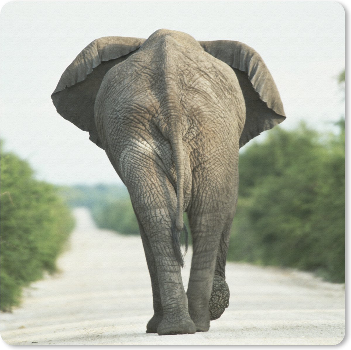 Muismat 20x20 cm - Mousepad Olifant - Pad - Dieren - Natuur - Muismatten
