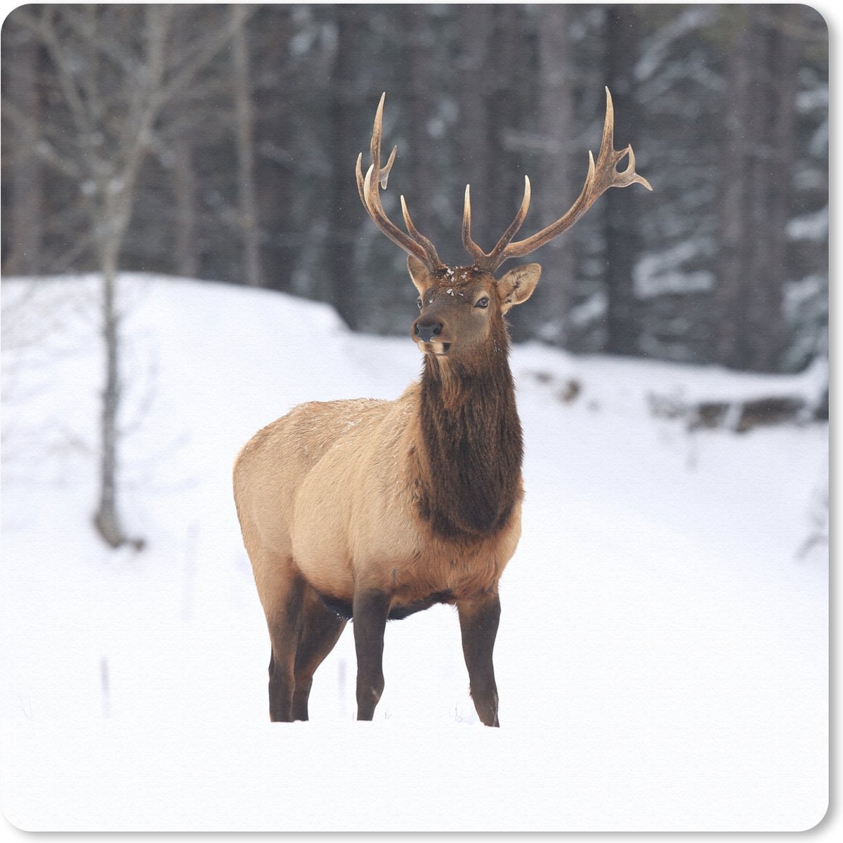 Muismat 30x30 cm - Mousepad Hert - Sneeuw - Winter - Muismatten