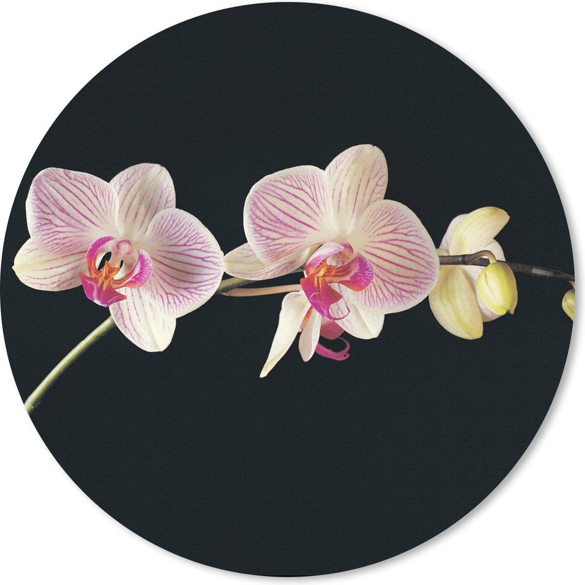 Muismat rond 30x30 cm - Mousepad Orchidee - Bloemen - Zwart - Roze - Knoppen - Ronde muismatten