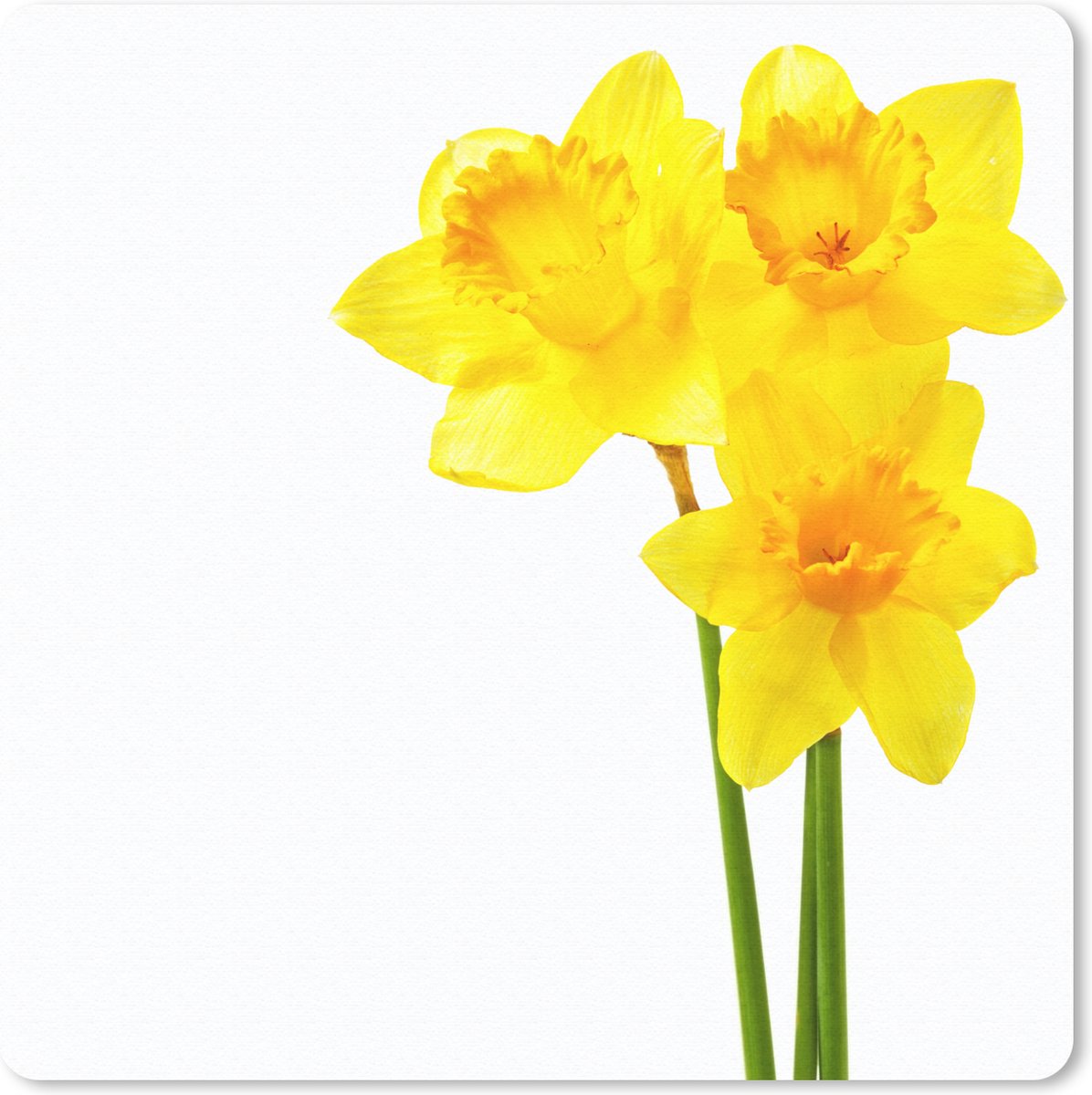 Muismat 30x30 cm - Mousepad Narcissen - Bloemen - Geel - Muismatten
