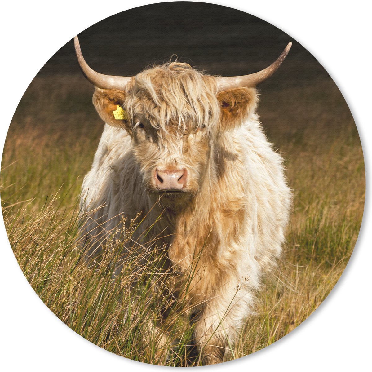 Muismat rond 40x40 cm - Mousepad Schotse Hooglander - Licht - Gras - Dieren - Ronde muismatten