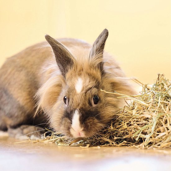 Beaphar Care+ Konijn Junior - 10 kg