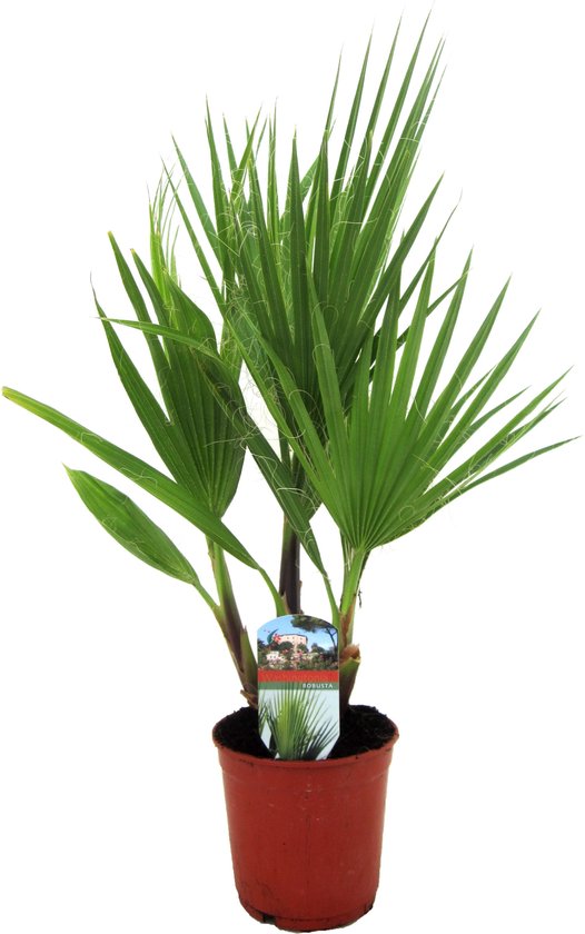 Een Washingtonia Robusta palm in een bruine pot met productinformatie, op een witte achtergrond.