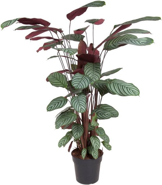 Plant in a Box - Calathea Oppenheimiana - Groene kamerplant - Licht paarse...