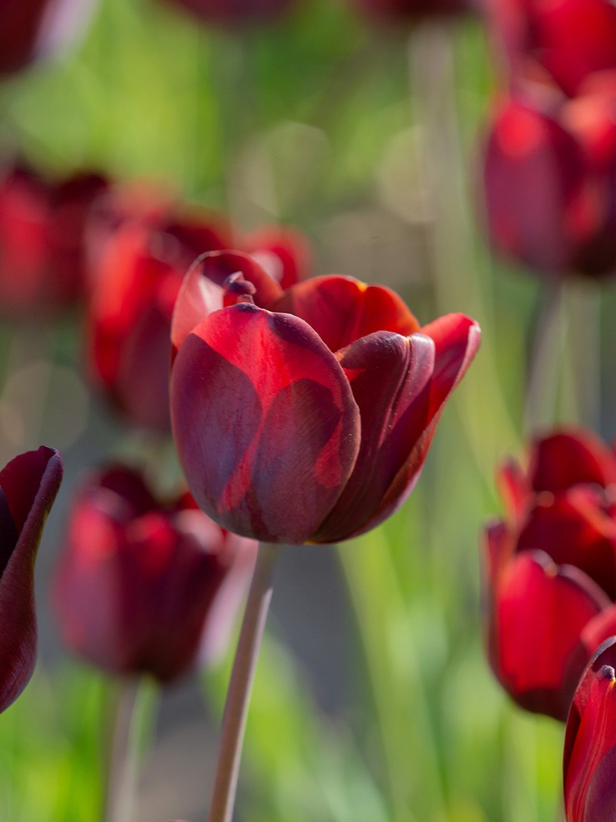 Tulp Dom Pedro | 10 stuks | Enkel laat | Tulpenbollen