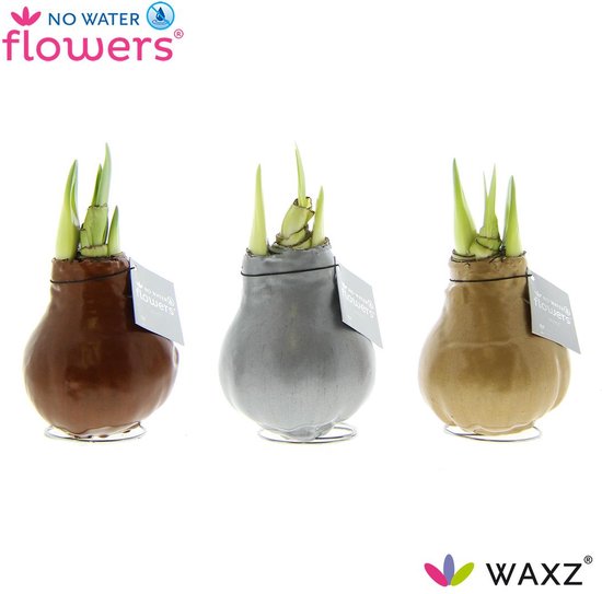 Plantenboetiek.nl | No Water Flowers Waxz Metallic Gold / Silver / Copper | 3 pièces - Ø7cm - 15cm de haut - Plante d'intérieur - Multideal