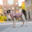 Greyhound in roze jas met gesp en bandjes, buiten.