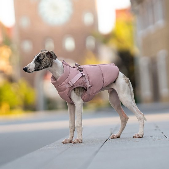 Greyhound in roze jas met gesp en bandjes, buiten.