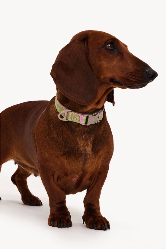 Collar Dogguo vert et rose - Collier pour chien - Petits Chiens