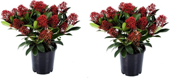 Plante en Boite - Skimmia japonica 'Rubella' - Set de 2 - Pot 15cm - Hauteur 35-45cm