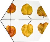 Dibond Hexagon - Bladeren - Herfst - Kleuren - 50x43.5 cm Foto op Hexagon (Met Ophangsysteem)