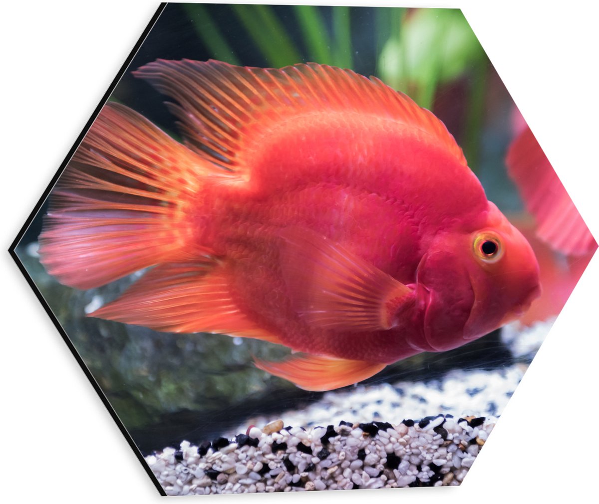 Dibond Hexagon - Rode Papegaai Cichlide Vis Zwemmend in Aquarium - 30x26.1 cm Foto op Hexagon (Met Ophangsysteem)