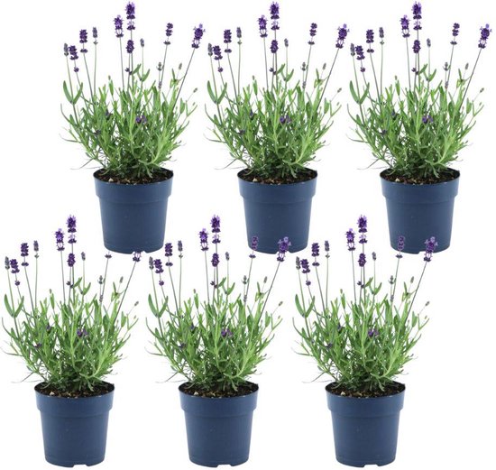Lavendel Pflanzen Set - 6 Stück Lavandula Angustifolia Winterhart