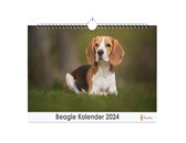 Huurdies - Beagle Kalender - Jaarkalender 2024 - 35x24 - 300gms
