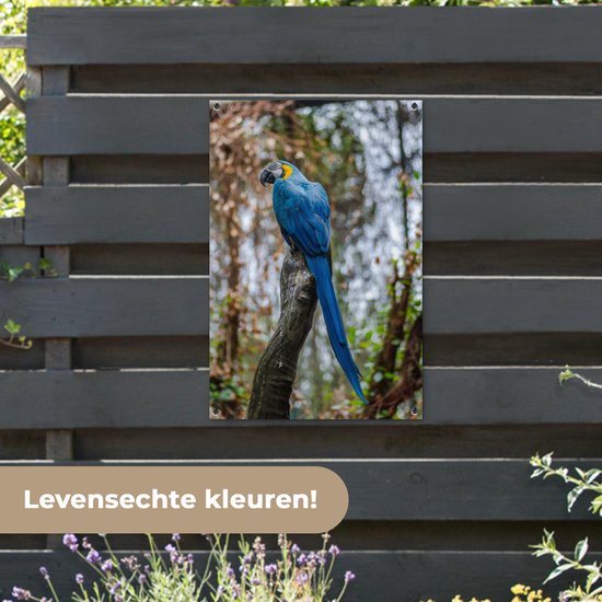 Tuinposter 60x90 cm - Tuindecoratie Vogel - Papegaai - Blauw - Poster voor in de tuin - Buiten decoratie - Schutting tuinschilderij - Tuindoek muurdecoratie - Wanddecoratie balkondoek