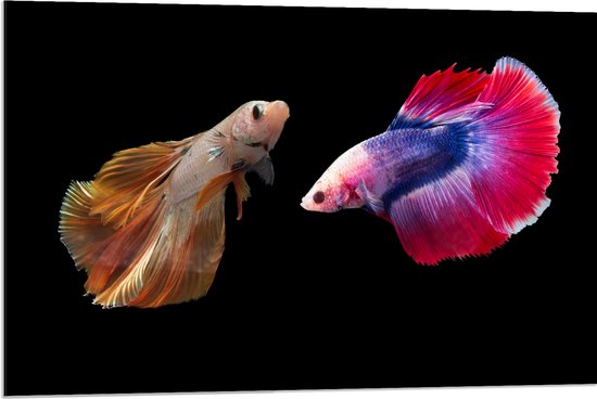 Dibond - Natuurlijke en Felkleurige Vissen Duo tegen Zwarte Achtergrond - 90x60 cm Foto op Aluminium (Met Ophangsysteem)