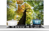 Spatscherm keuken 100x65 cm - Kookplaat achterwand Boom - Natuur - Bos - Muurbeschermer - Spatwand fornuis - Hoogwaardig aluminium