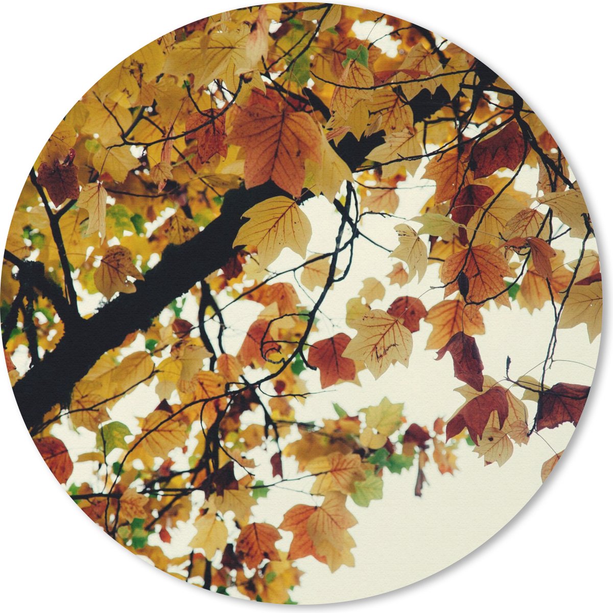 Muismat rond 20x20 cm - Mousepad Bomen - Herfstbladeren - Natuur - Ronde muismatten