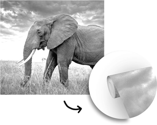 Behang - Fotobehang Olifant op de vlakte in zwart-wit - Breedte 350 cm x hoogte 350 cm