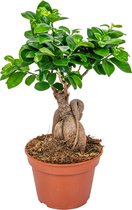 Bonsai boompje | Ficus 'Ginseng' per stuk – Kamerplant in kwekerspot ⌀15 cm - ↕35 cm