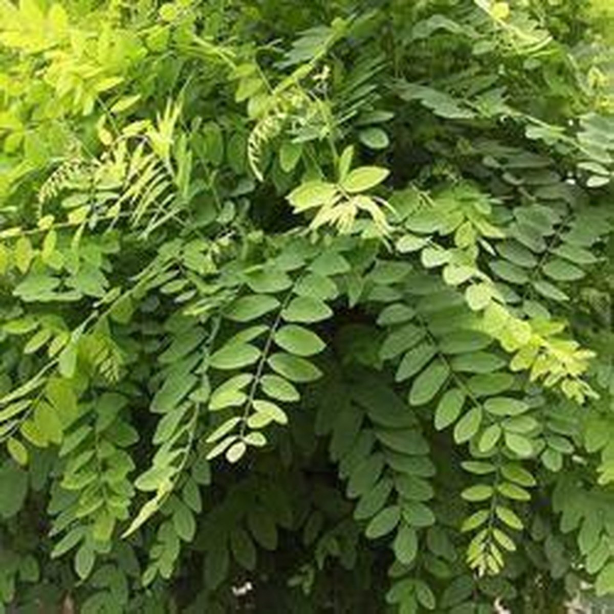 Bolacacia Robinia ps. Umbraculifera 150 cm stamhoogte