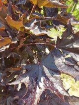 Noorse esdoorn - Acer platanoides ‘Crimson sentry’ | Omtrek: 10-14 cm | Hoogte: 300 cm