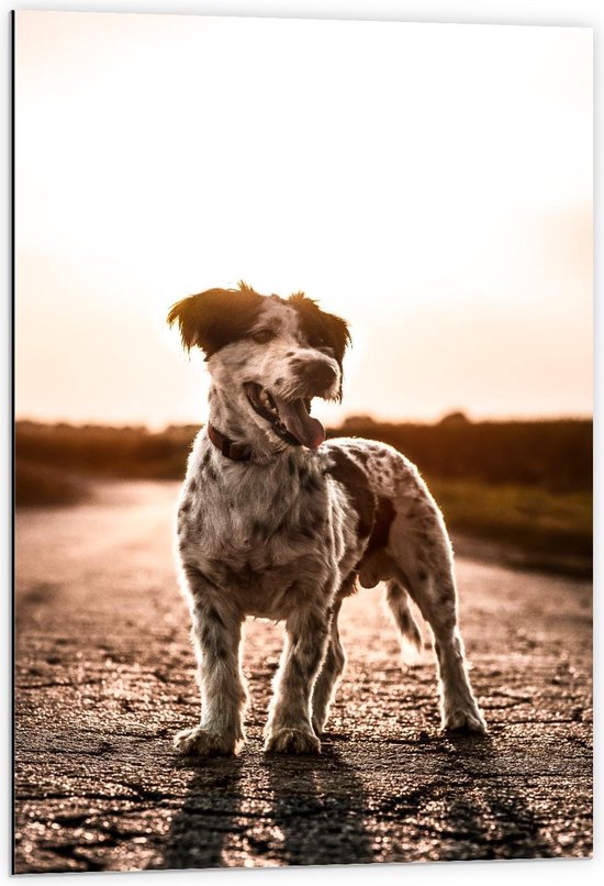Dibond - Witte Kleine Hond met Zwarte Oren En stippen - 60x90cm Foto op Aluminium (Met Ophangsysteem)