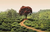 Fotobehang - Red Tree and Hills in Sri Lanka 384x260cm - Vliesbehang