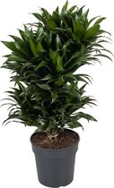 Dracaena Compacta 80 cm