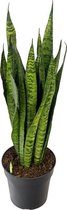 Sansevieria Zeylanica 70 cm
