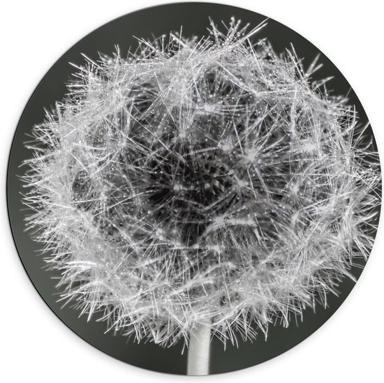 Dibond Wandcirkel - Paardenbloem in zwart/wit - Foto op Aluminium Wandcirkel (met ophangsysteem)