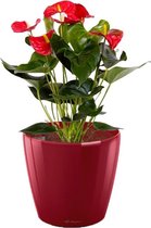 Anthurium rood in watergevende Classico rood | Flamingoplant