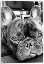 Acrylglas - Franse Bulldog Zwart - Wit - 40x60cm Foto op Acrylglas (Met Ophangsysteem)