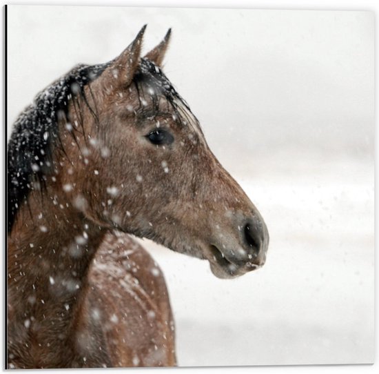 Dibond - Bruin paarden in de Sneeuw - 50x50cm Foto op Aluminium (Met Ophangsysteem)