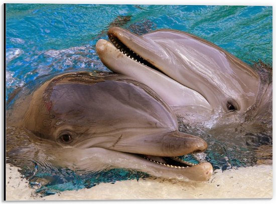 Dibond - Mooie Dolfijnen in het Water - 40x30cm Foto op Aluminium (Met Ophangsysteem)