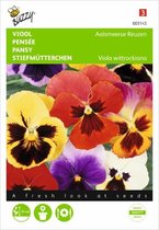 Buzzy - Viola tricolor Max. Aalsmeerse Reuzen K.S.