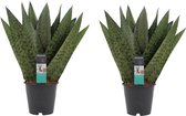 Kamerplanten van Botanicly – 2 × Vrouwentongen – Hoogte: 35 cm – Sansevieria Zeylanica